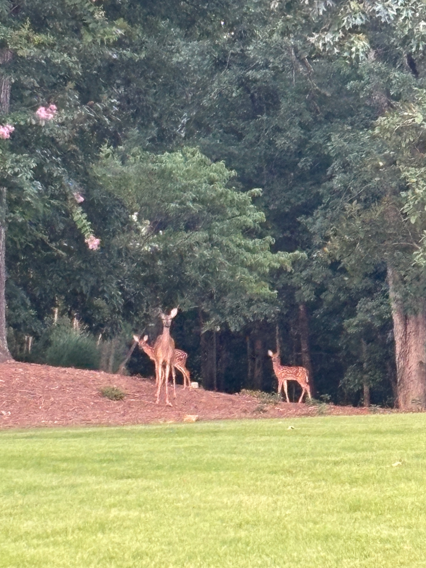 Darcy the Deer