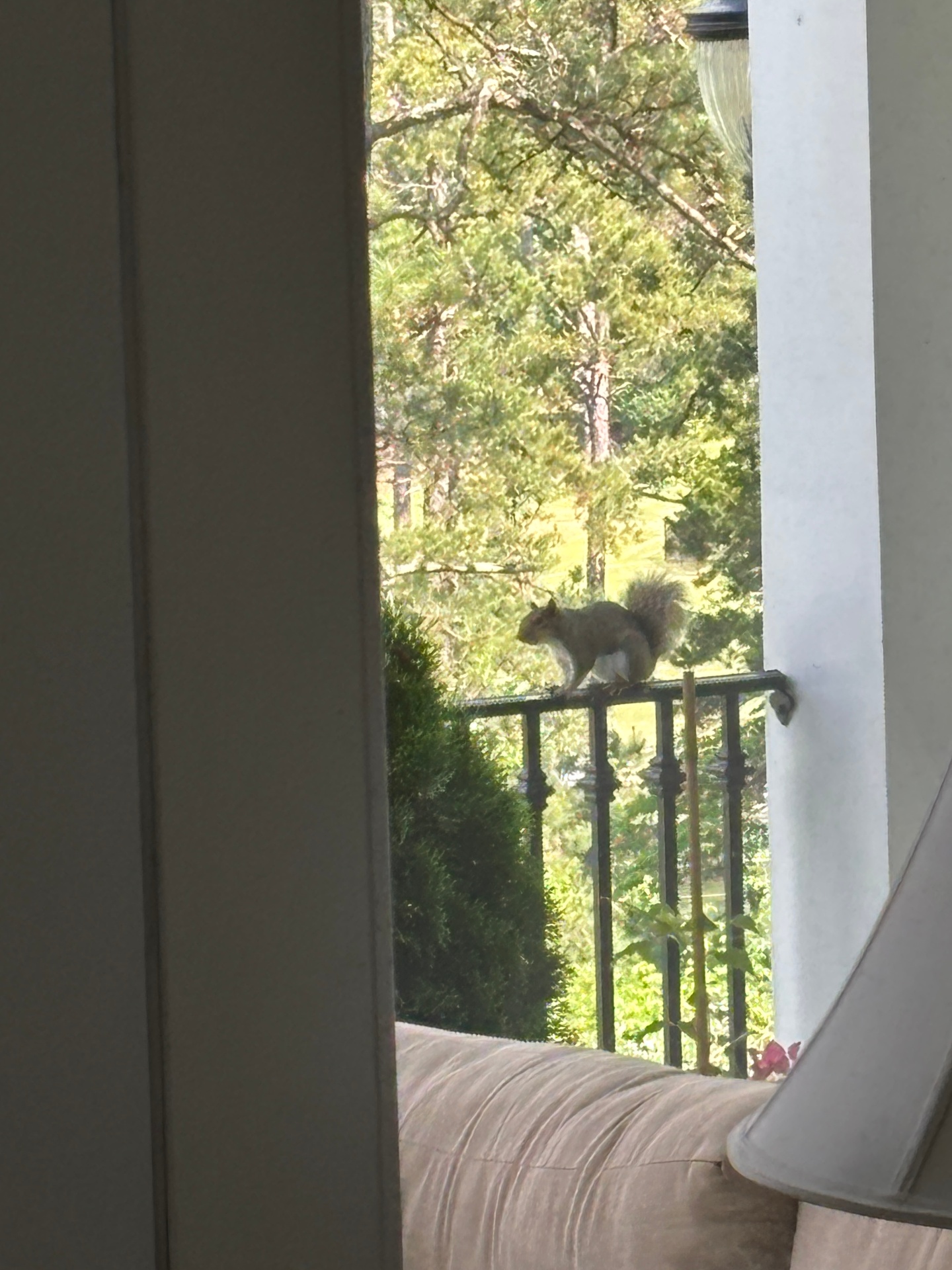 Earl the Squirrel