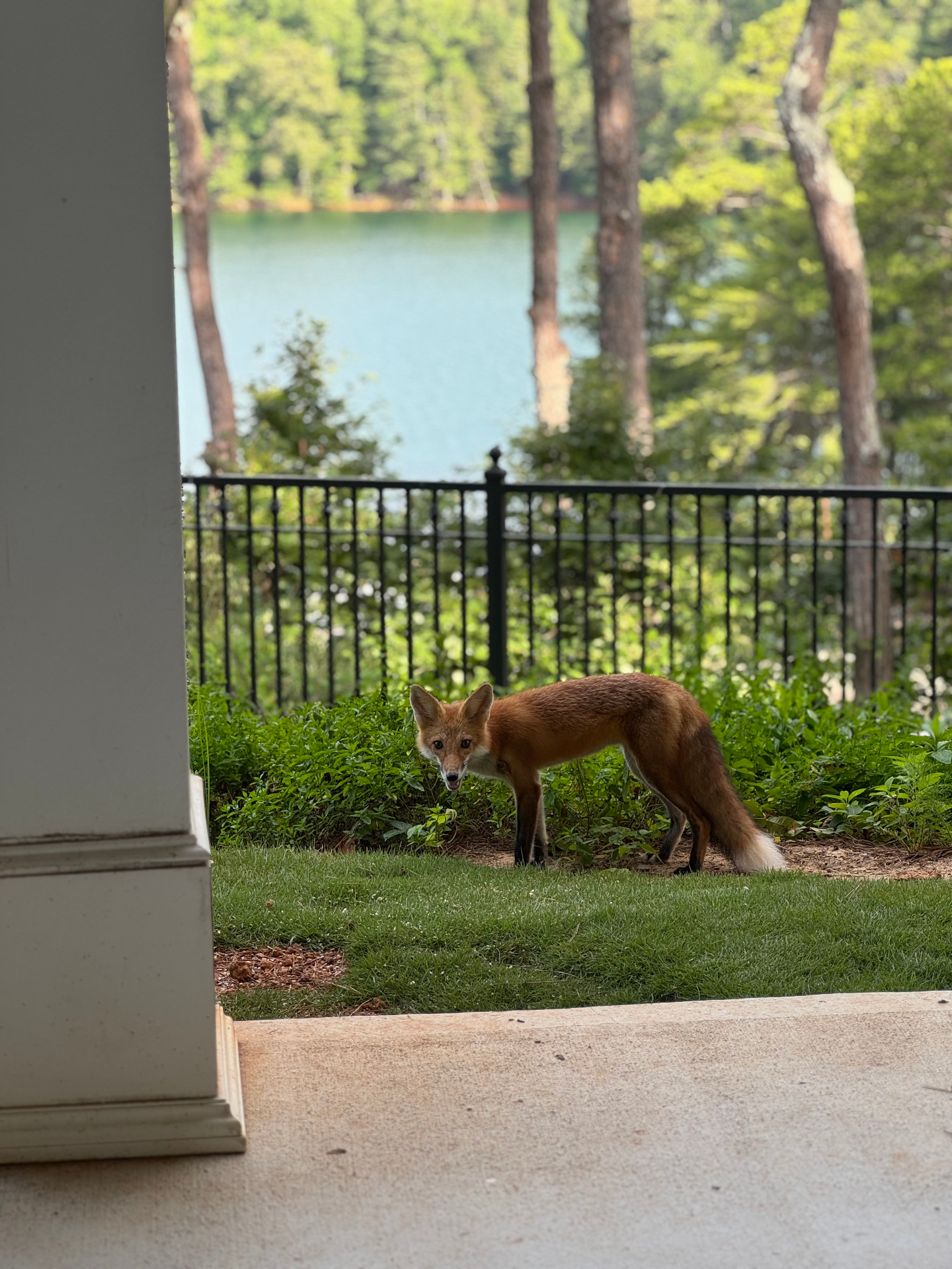 Francesca the Fox