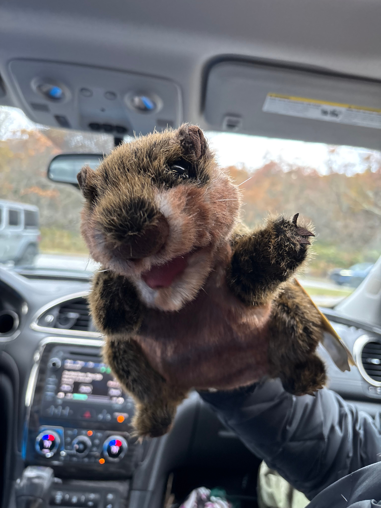 Gary the Groundhog